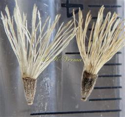  Cypselae with pappus